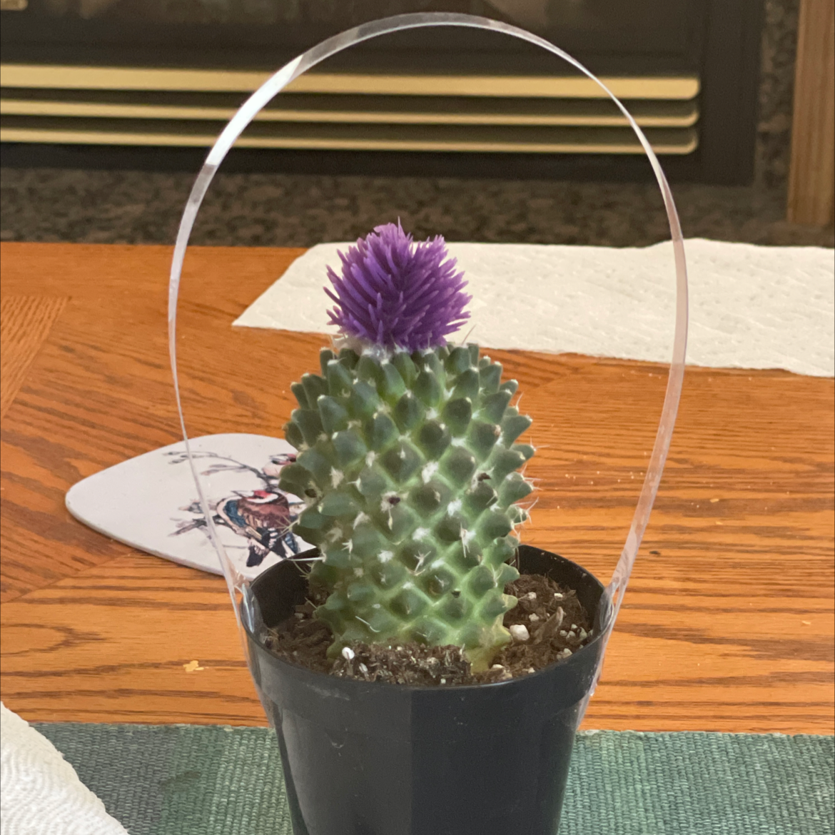 Mexican Pincushion cactus in a black pot with a purple flower on top.