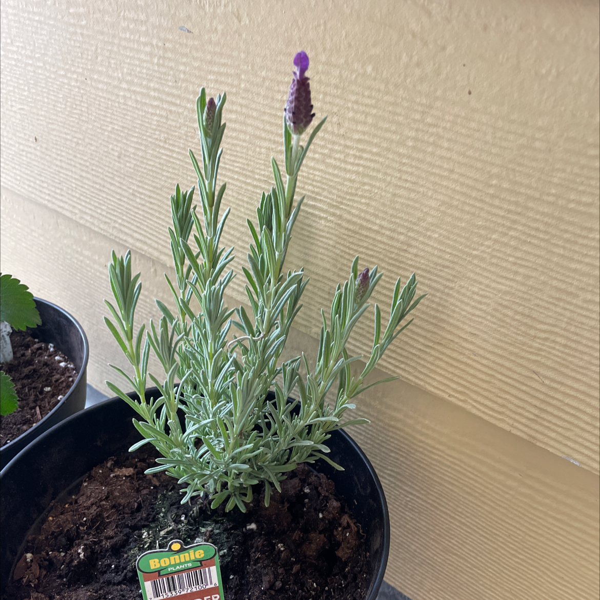 Potted lavender plant with purple flower spikes and visible soil.