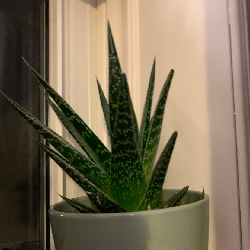 Healthy Bredasdorp Gasteria plant with dark green leaves and white speckles in a light-colored pot.