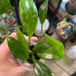 Hoya pubicalyx 'Splash' plant in Somewhere on Earth