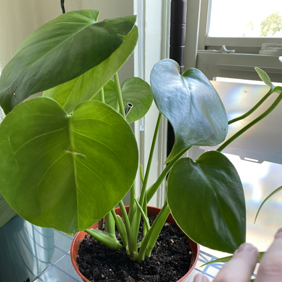 Monstera plant photo by @Cjsplanties named Philodendron Monstera on Greg, the plant care app.