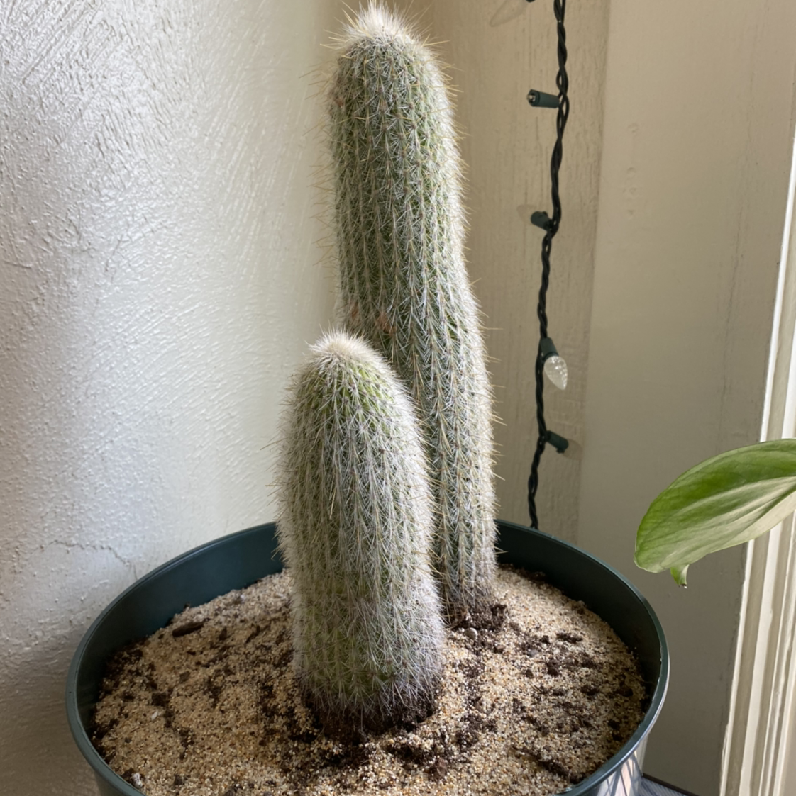 Photo of the plant species Silver Torch Cactus by @Cjsplanties named Silver Tourch Cactus on Greg, the plant care app