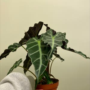 Alocasia Polly Plant plant photo by @Cjsplanties named Alocasia on Greg, the plant care app.