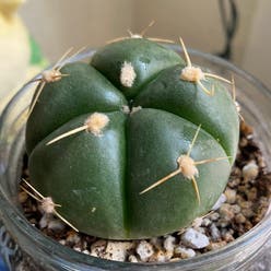 Monk's Hood Cactus plant