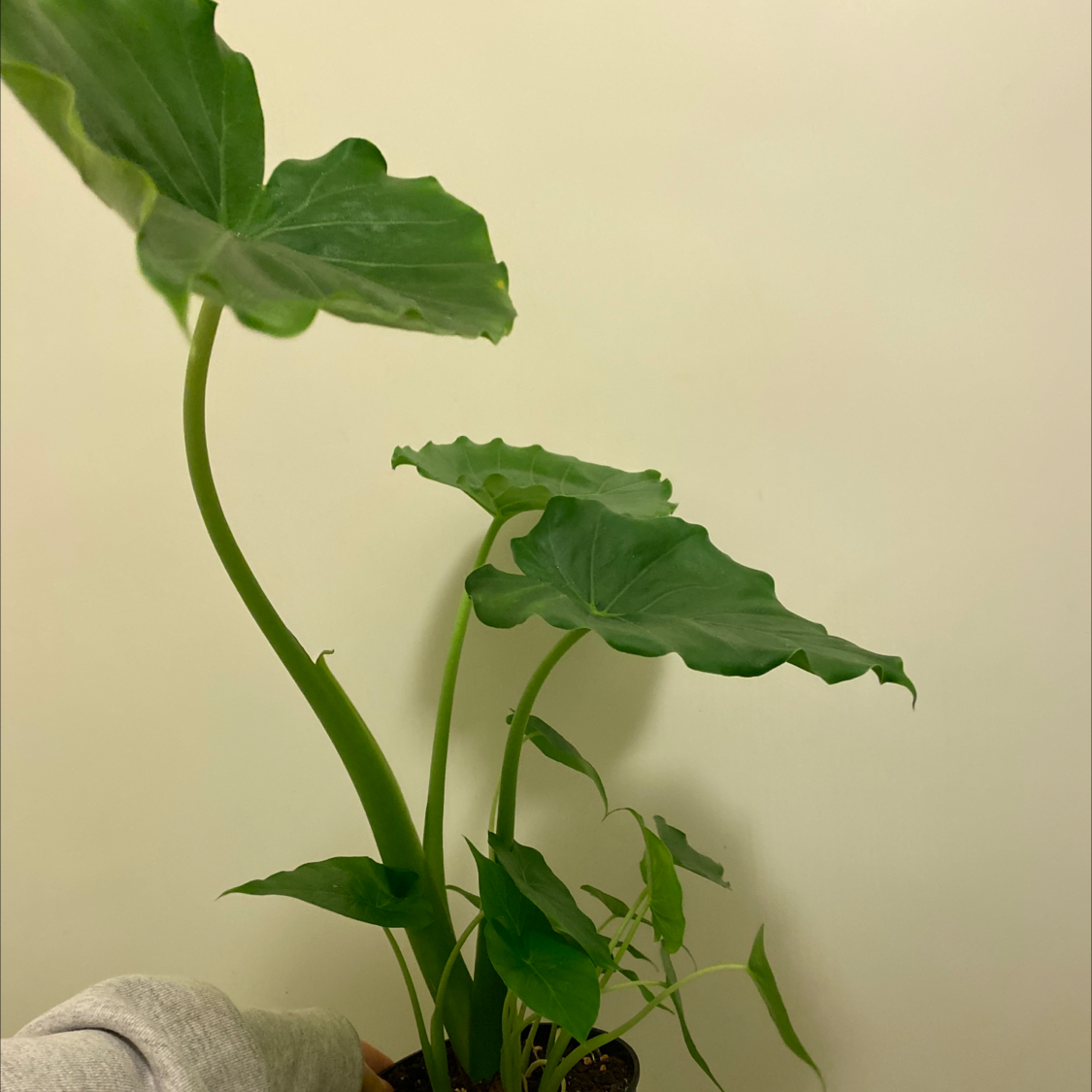 Giant Taro plant photo by @Cjsplanties named Alocasia on Greg, the plant care app.