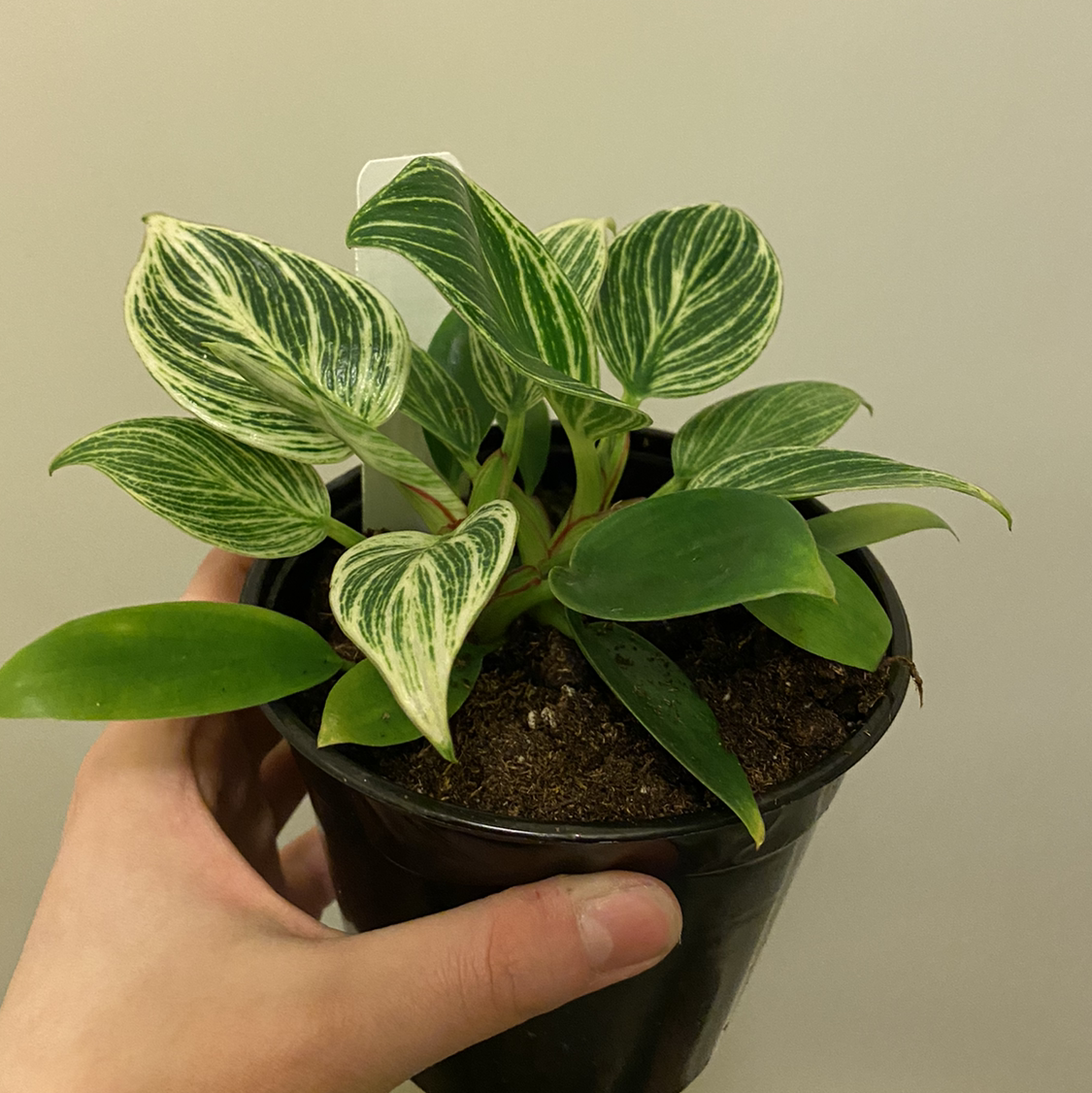 Philodendron Birkin plant photo by @Cjsplanties named Philodenderon Birkin on Greg, the plant care app.