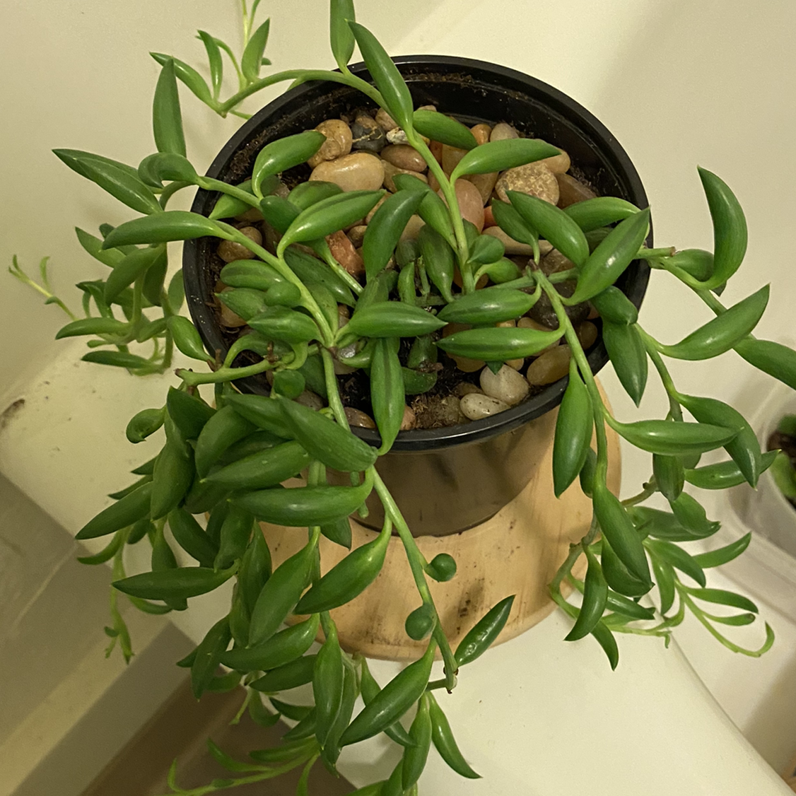 String of Bananas plant photo by @Cjsplanties named String of Bananas on Greg, the plant care app.