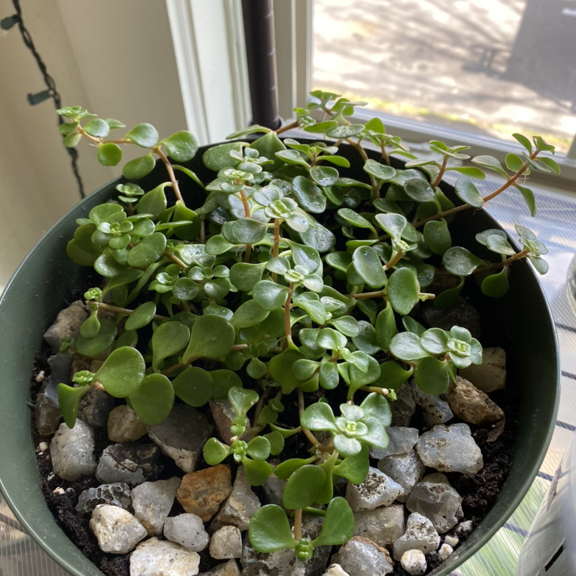 Two-Row Stonecrop plant photo by @Cjsplanties named The B*tch on Greg, the plant care app.