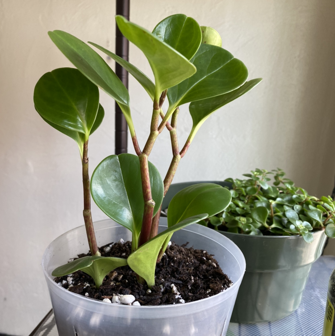 Baby Rubber Plant plant photo by @Cjsplanties named Peperomia on Greg, the plant care app.