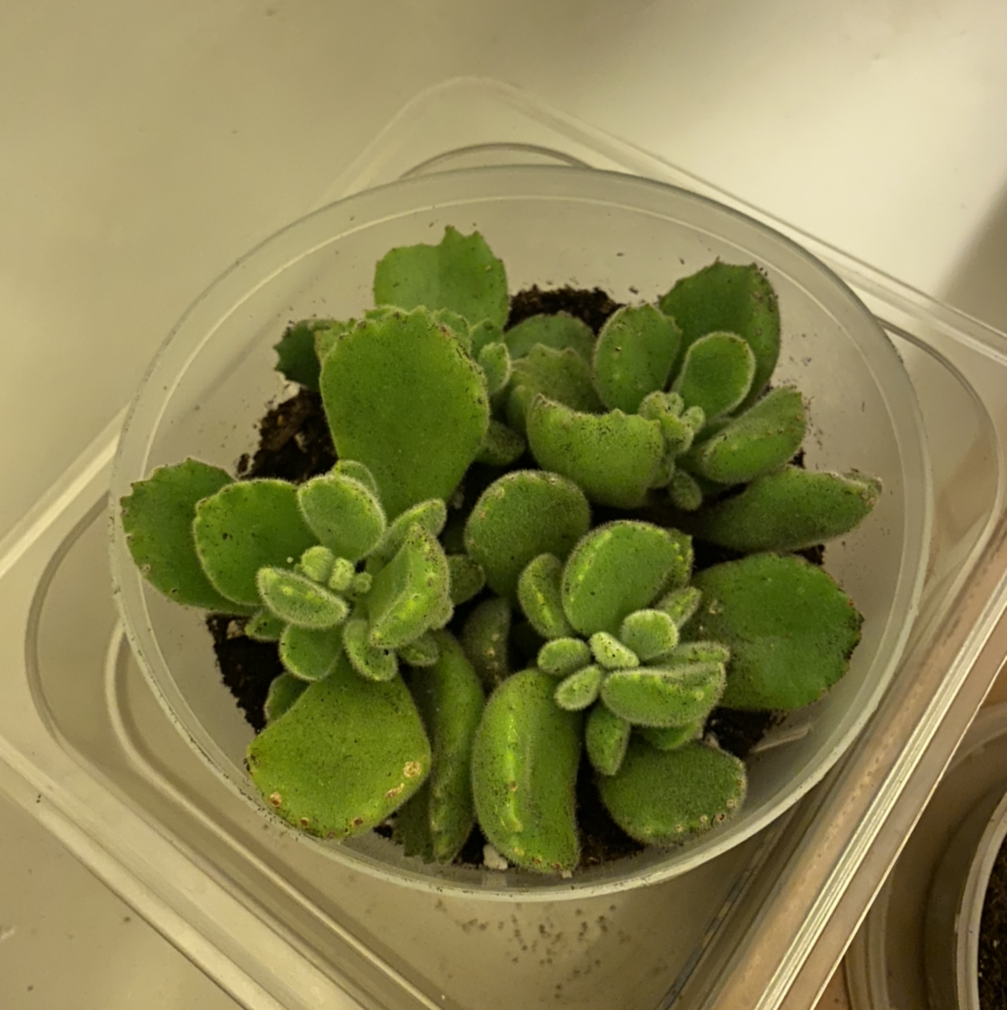 Bear's Paw plant photo by @Cjsplanties named Bear paws on Greg, the plant care app.
