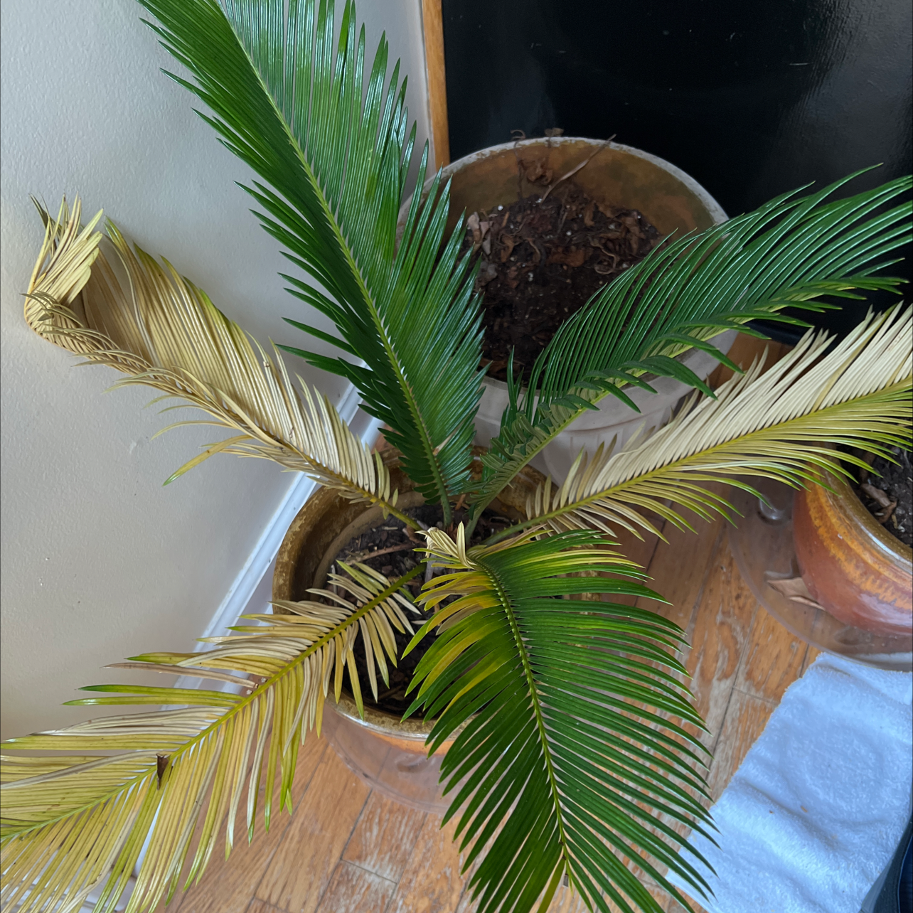 Your plant