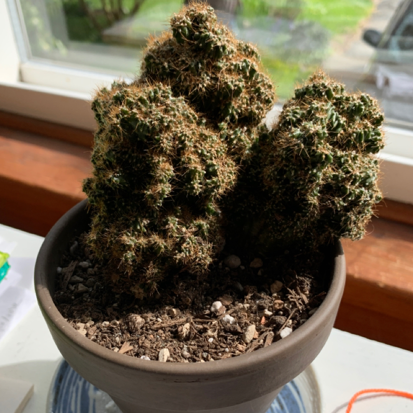 Photo of the plant species Peruvian Apple Cactus by Kate named Quark on Greg, the plant care app