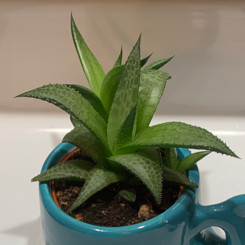 Photo of the plant species Veined Haworthia by Kate named Penelope on Greg, the plant care app