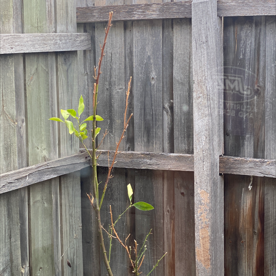 Sparse Sacred Bamboo plant with bare stems and few leaves against a wooden fence.
