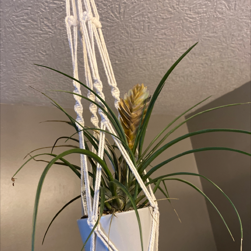 Pink Quill plant (Tillandsia cyanea) in a hanging pot with a prominent pink flower.