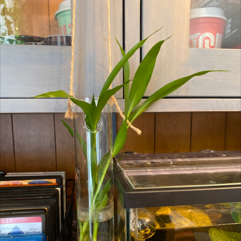 Lucky Bamboo plant photo by @harrytheplant named Suki on Greg, the plant care app.