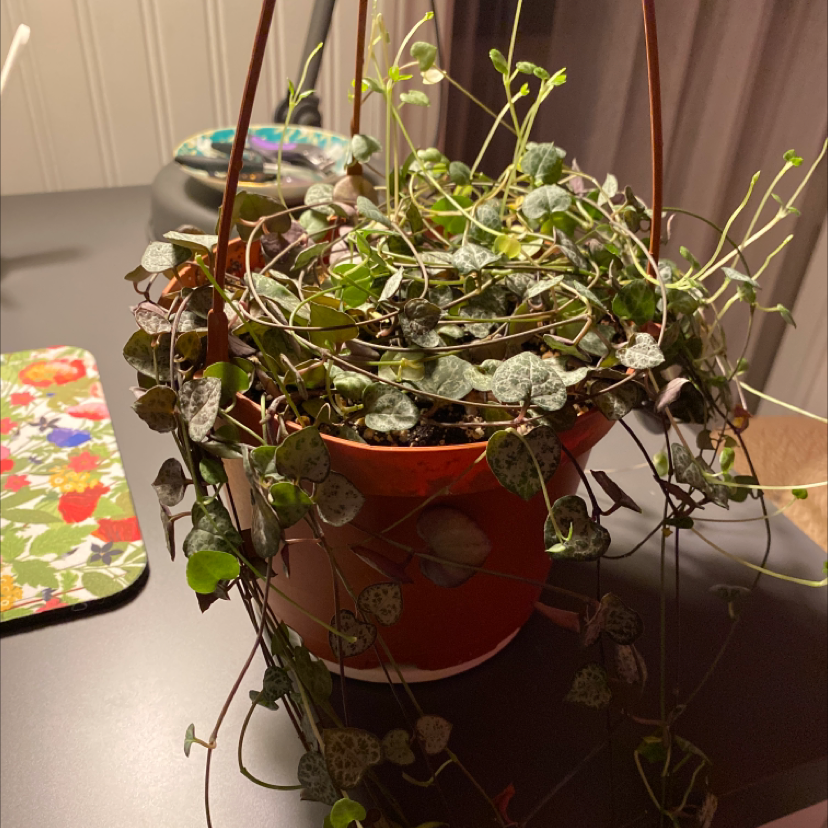 String of Hearts plant in a hanging pot with healthy heart-shaped leaves.