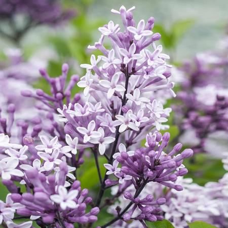 Photo of the plant species Lilac by @Lydia_s.d named Lilac on Greg, the plant care app