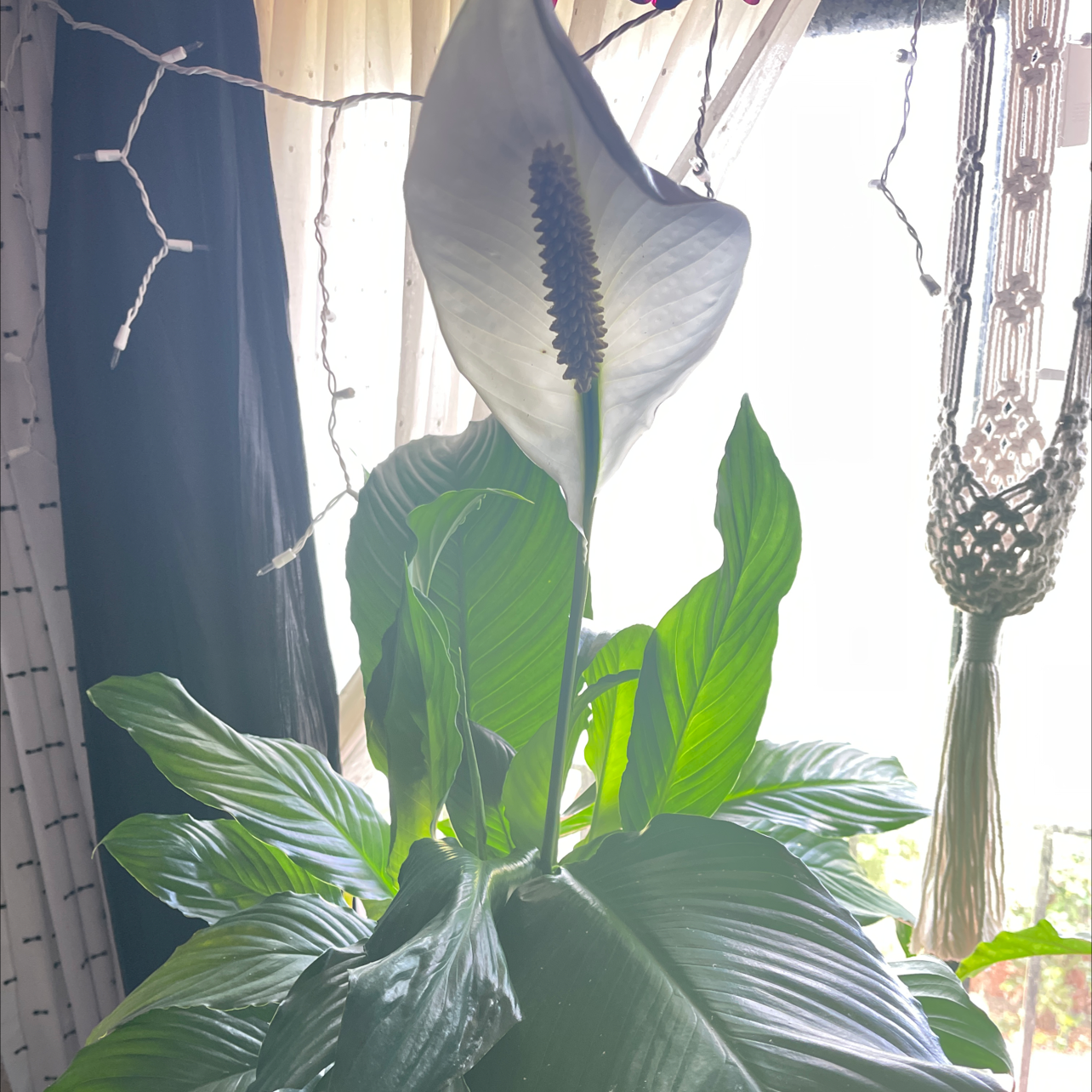 Peace Lily plant photo by @shilohandewe named Rhea on Greg, the plant care app.