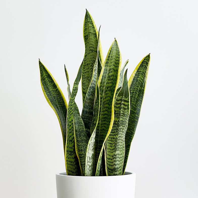 Snake Plant plant photo by @shilohandewe named Severus on Greg, the plant care app.