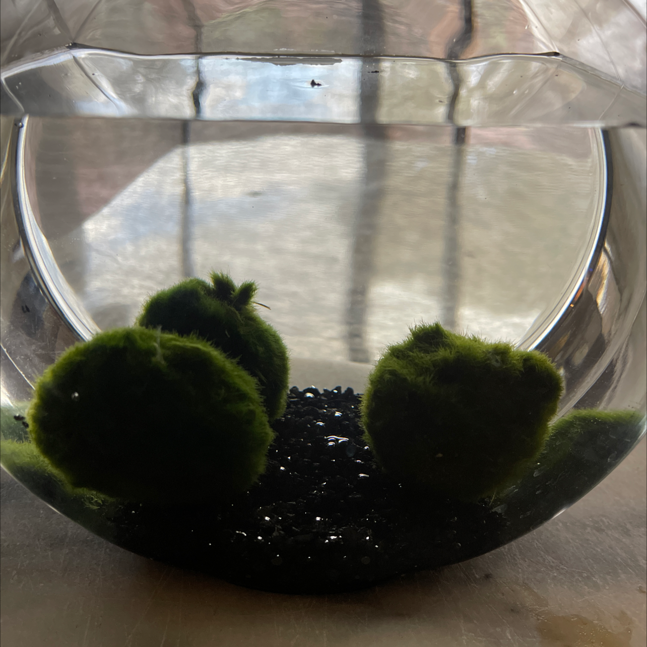 Marimo Moss Balls plant photo by @shilohandewe named Huey, Duey and Luey on Greg, the plant care app.