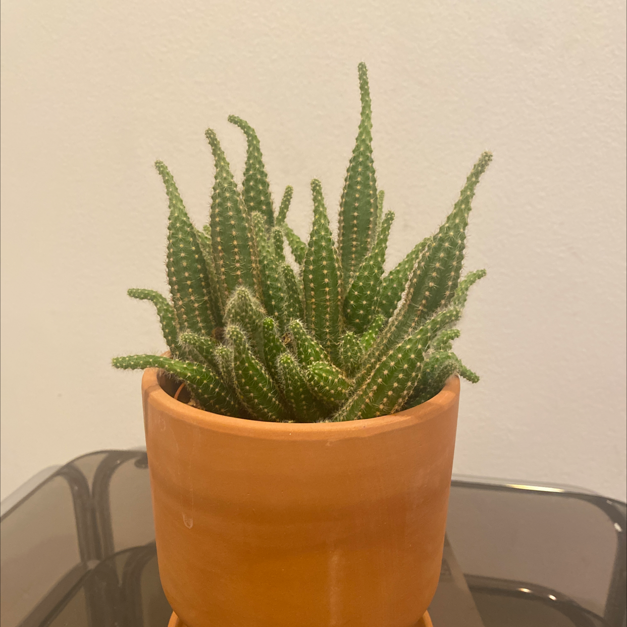 Peanut Cactus in a terracotta pot, healthy and well-framed.