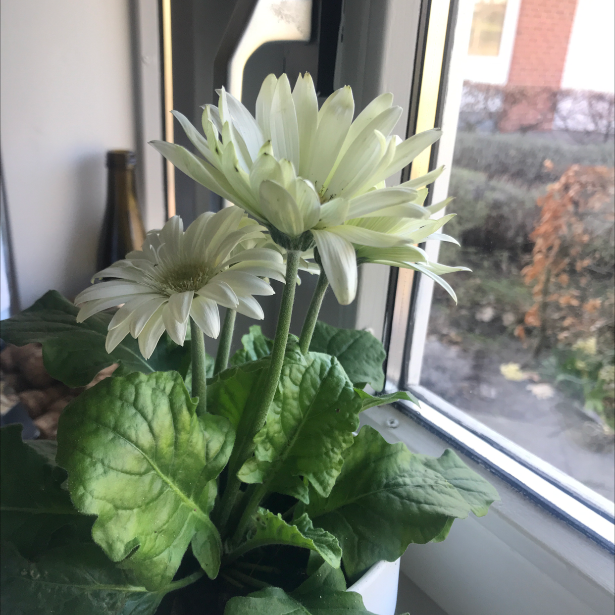 Gerbera plant with white flowers near a window, mostly green leaves with minor discoloration.