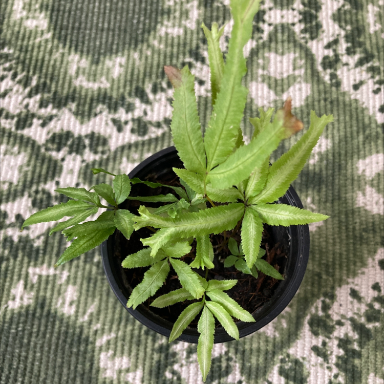 Potted Cretan Brake plant with green serrated leaves, some browning at tips.