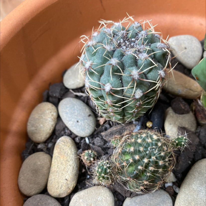 Blue Barrel Cactus in a pot with rocky soil, appears healthy.