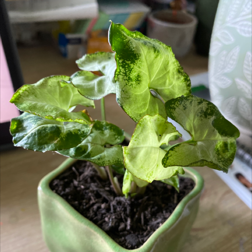 Plant care for Sygonium Orm Nak on Greg, the plant care app