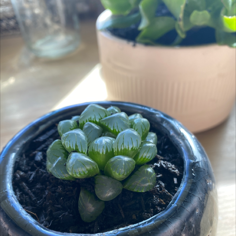 Haworthia cooperi plant photo by @Teppipot named Dewy on Greg, the plant care app.