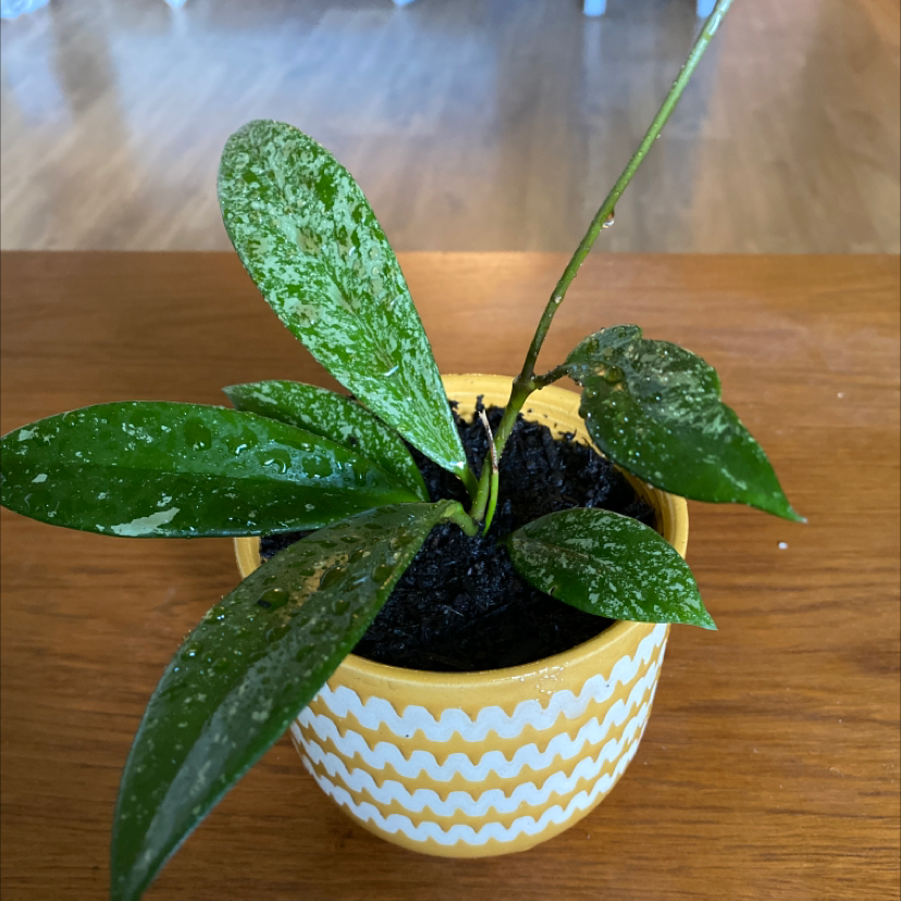 Hoya publicalyx 'Royal Hawaiian Purple' plant in a yellow zigzag pot with moist soil and green leaves.