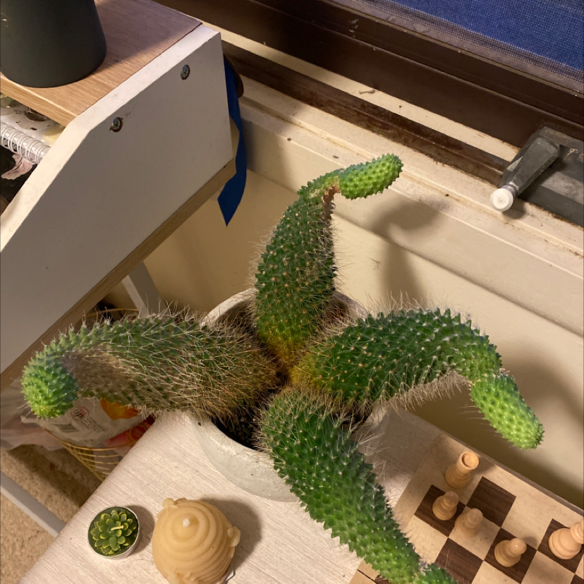 Arborescent Prickly Pear plant photo by @Teppipot named Pedro on Greg, the plant care app.