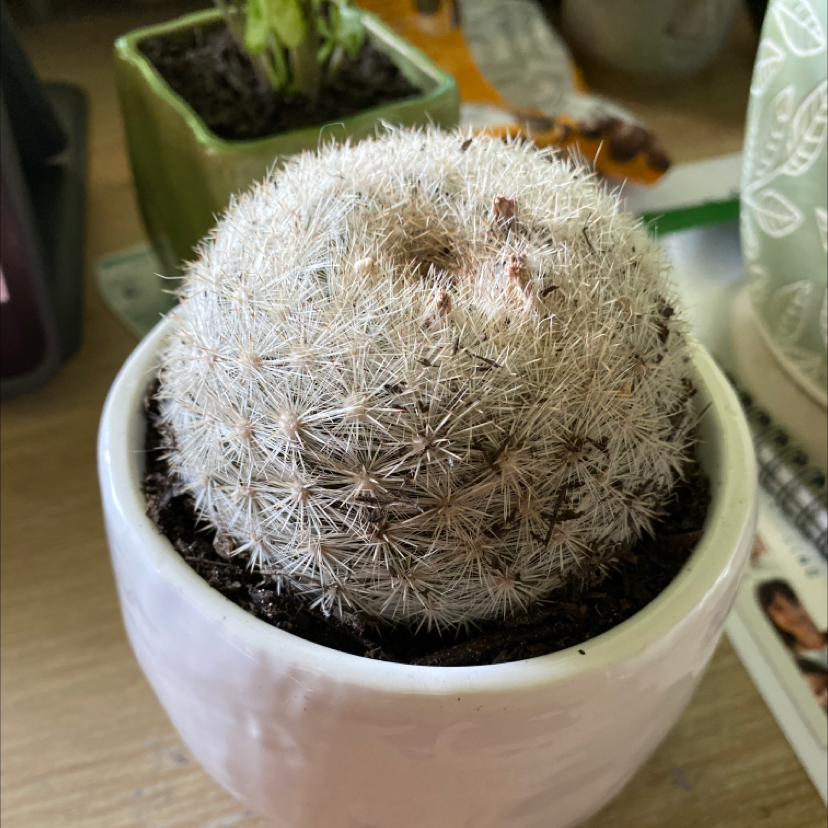 Cactus plant, likely Mammilloydia, in a white pot with visible soil and some browning.