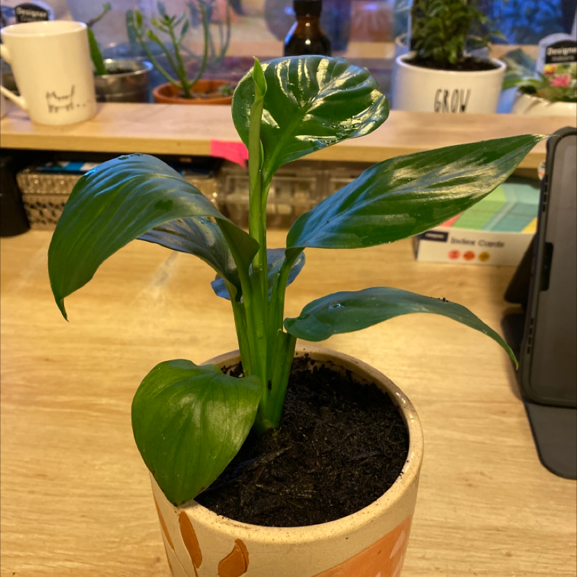 Sensation Peace Lily plant photo by @Teppipot named Gaisha on Greg, the plant care app.