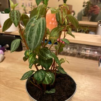 Peperomia trinervis plant in Somewhere on Earth
