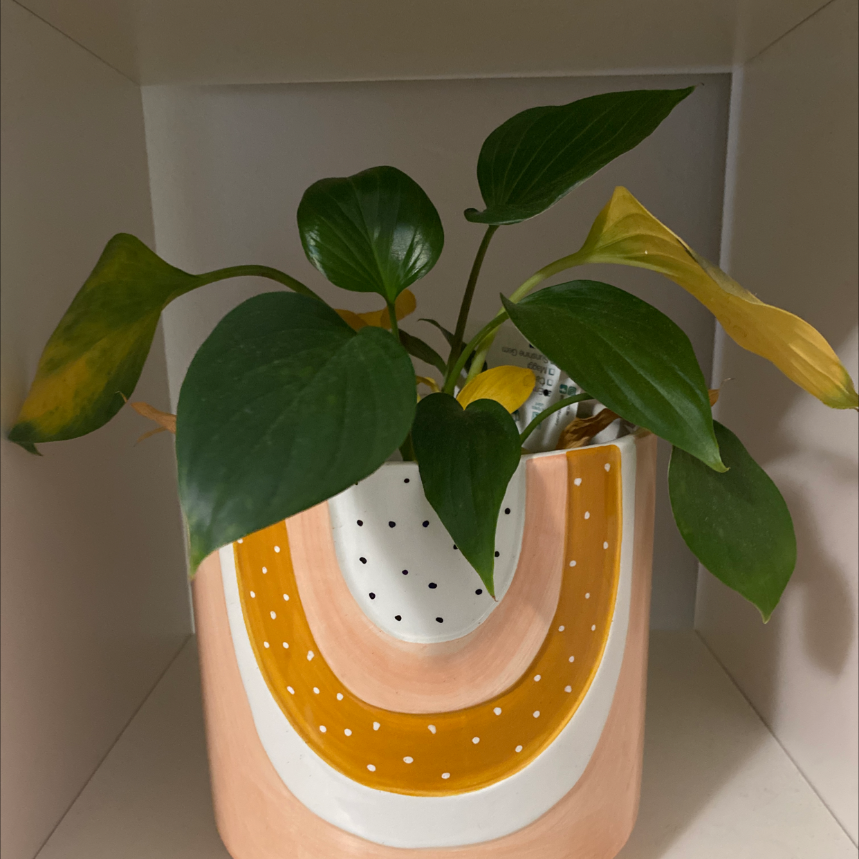 Homalomena 'Emerald Gem' plant in a decorative pot with some yellowing leaves.