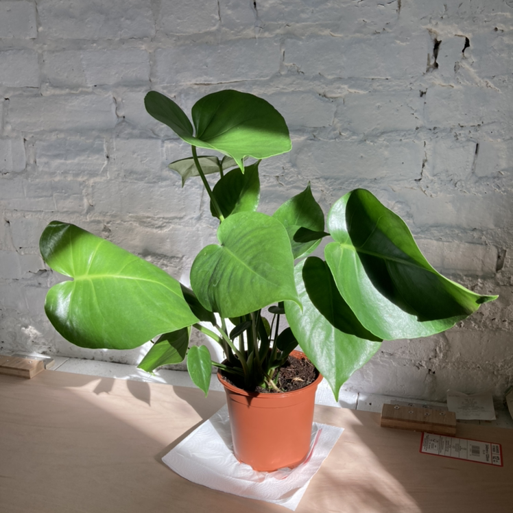 Monstera plant photo by Lola named Athena on Greg, the plant care app.