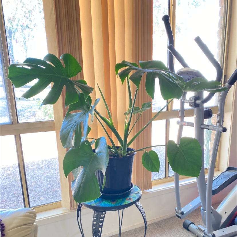Monstera plant photo by @Caitlyn_357 named Monstera Deliciosa on Greg, the plant care app.