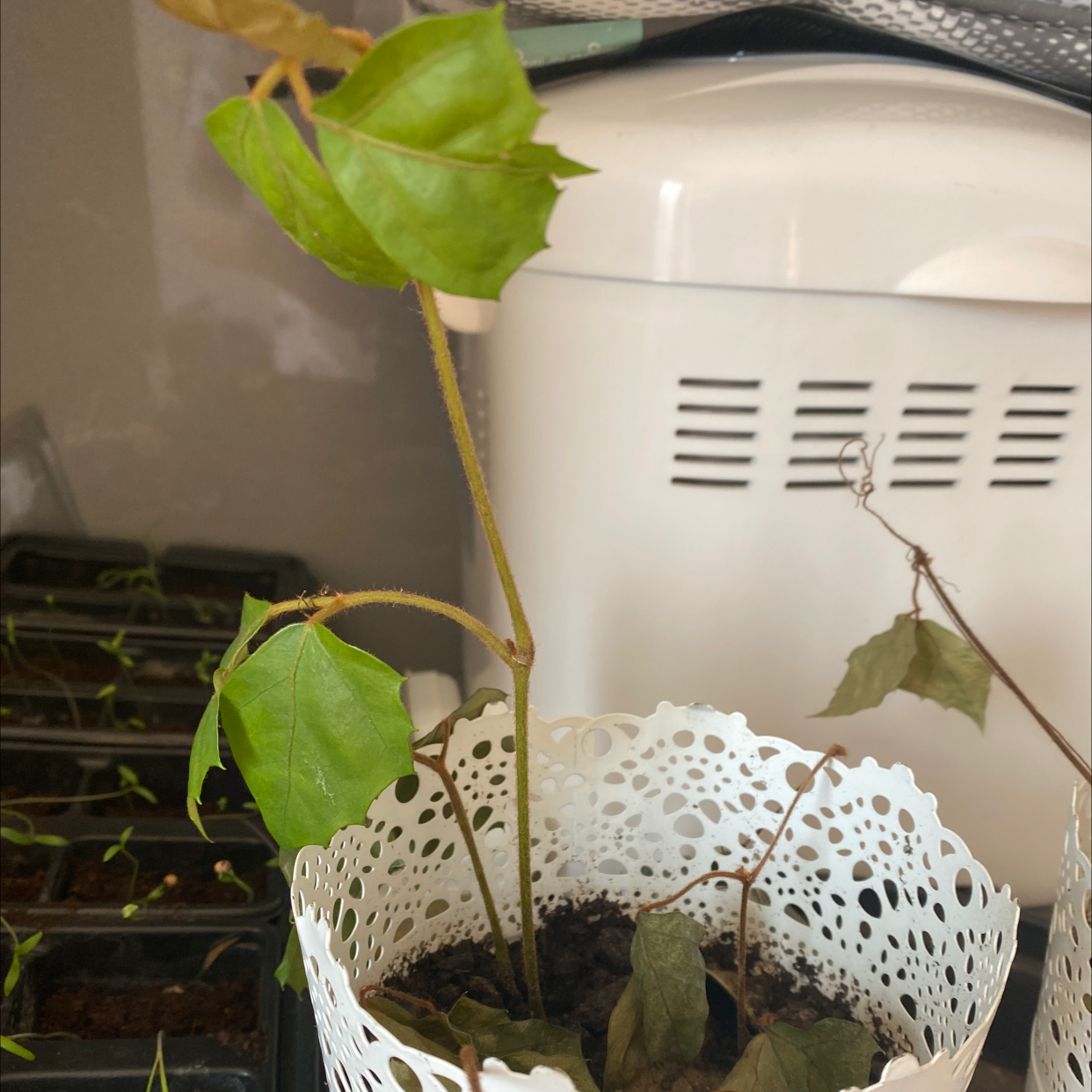 Healthy potted Grape Ivy plant with glossy green leaves growing in a decorative white pot, slightly out of focus.