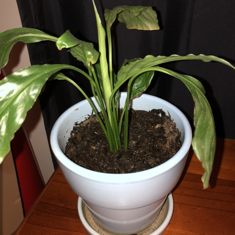 Peace Lily plant photo by @1bukikinnie named pee pee on Greg, the plant care app.