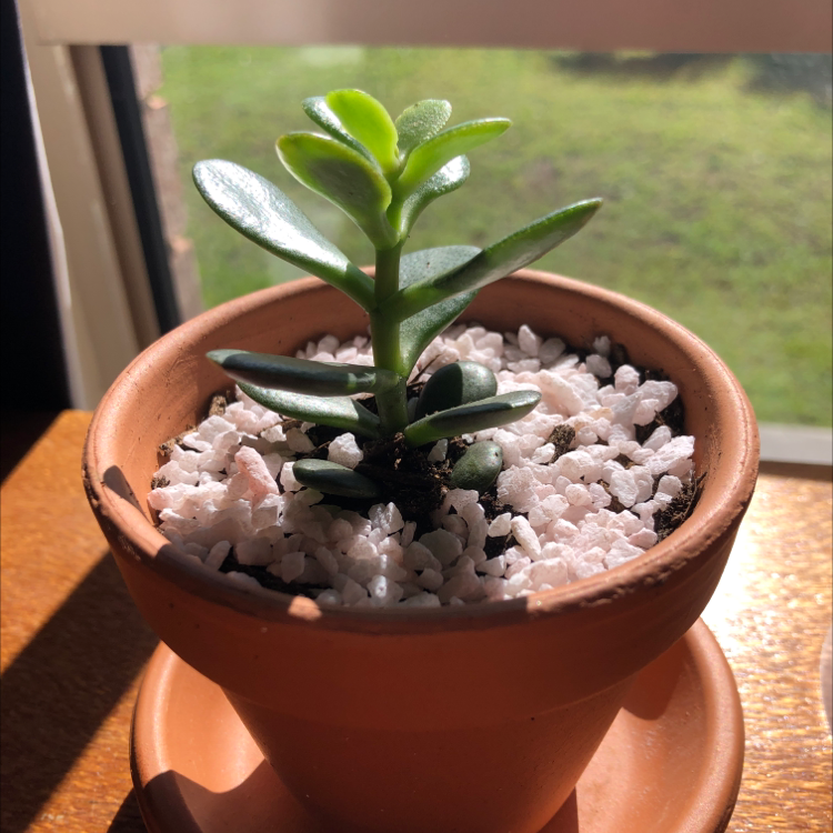 Lucky Plant plant photo by @1bukikinnie named pink man on Greg, the plant care app.