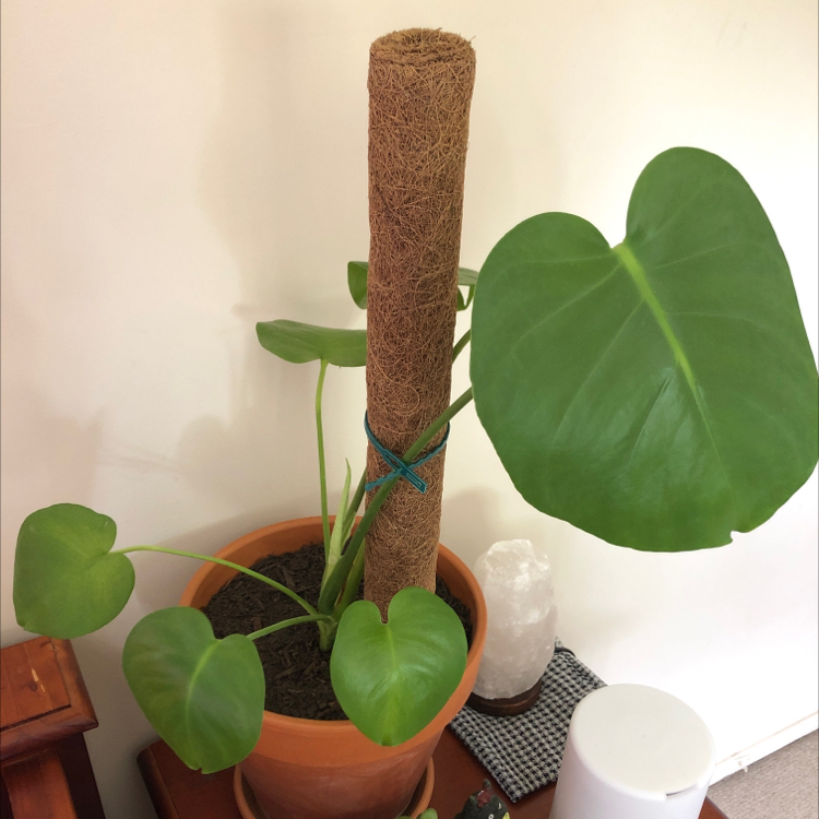 Monstera plant photo by @1bukikinnie named roman on Greg, the plant care app.