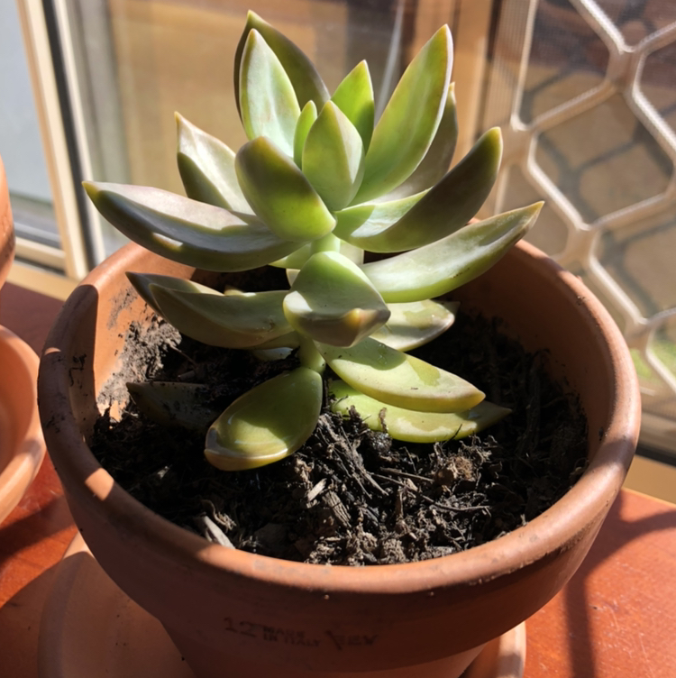 Lipstick Echeveria plant photo by @1bukikinnie named bob on Greg, the plant care app.