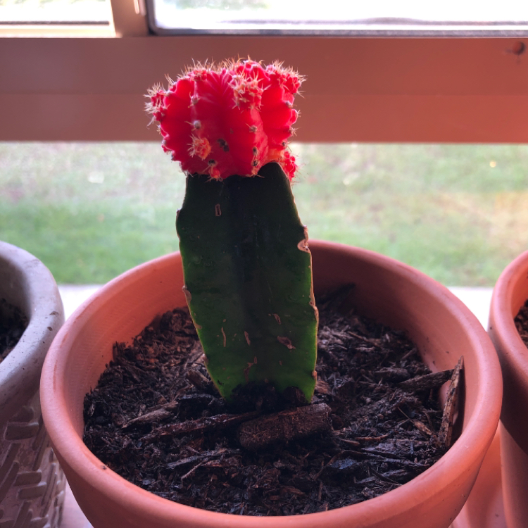 Moon Cactus plant photo by @1bukikinnie named ibuki on Greg, the plant care app.