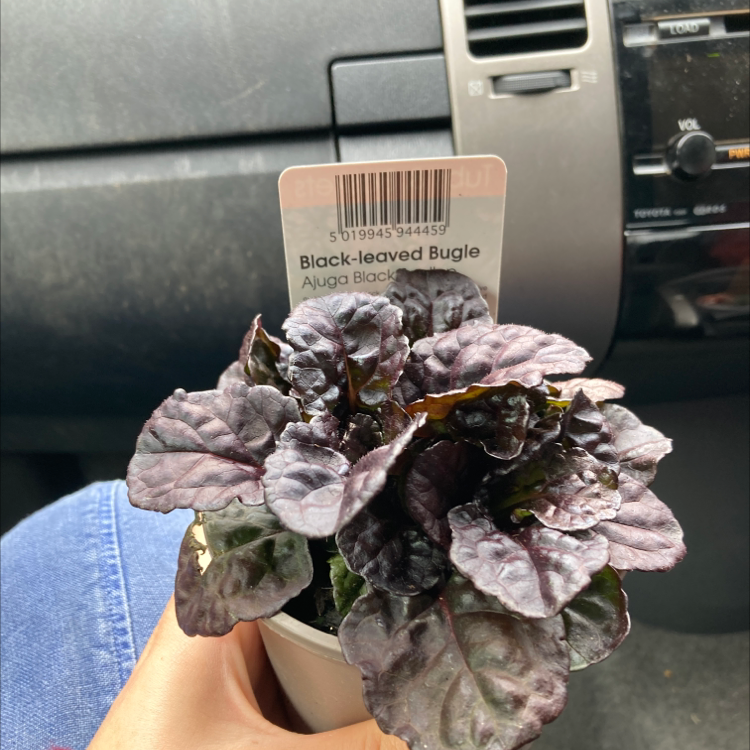 Photo of the plant species Black-Leaved Bugle by Isabelle named Burkley on Greg, the plant care app