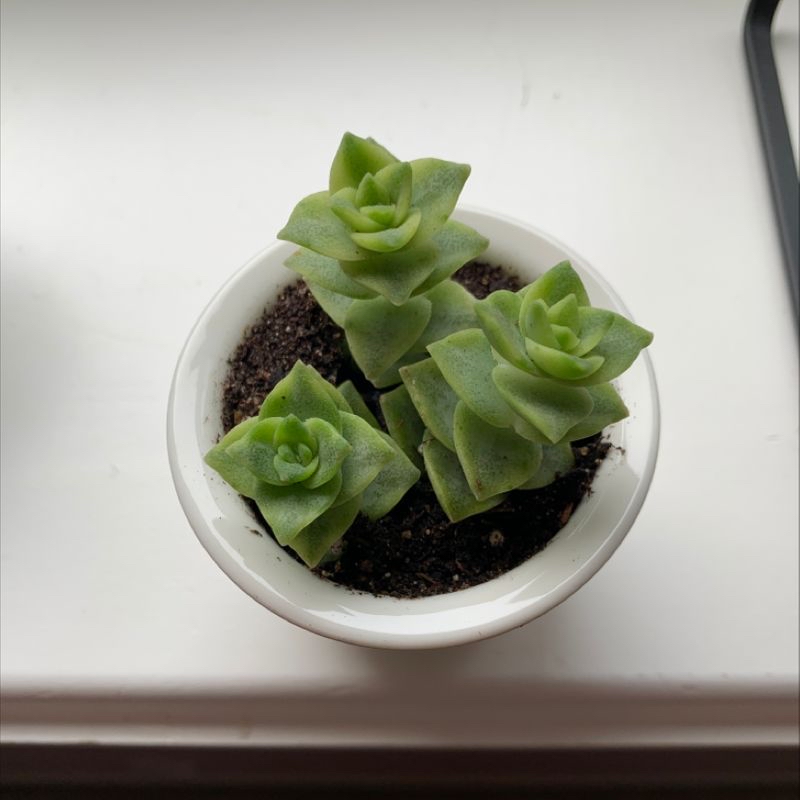 Healthy, vibrant green Crassula perforata succulent plant in a small white ceramic pot with dark soil.