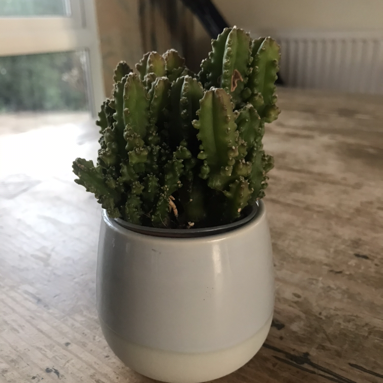 Photo of the plant species Carrion flower by Cataus🤪 named Jigsaw on Greg, the plant care app