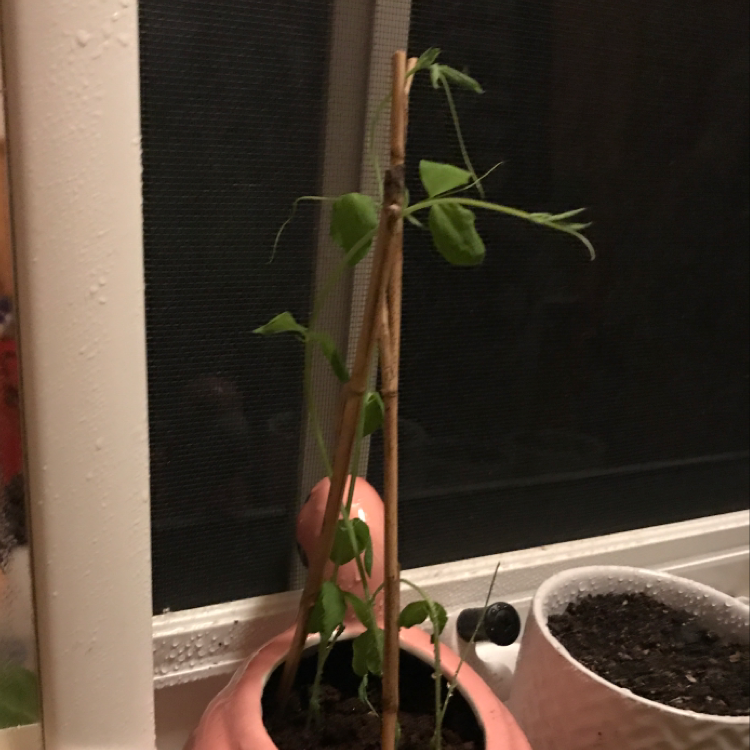 Annual Sweet Pea plant in a pot with a wooden support stick.
