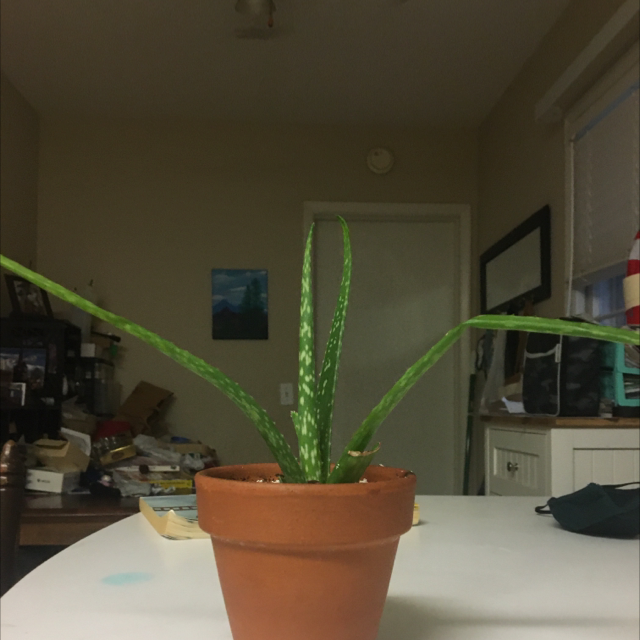 Aloe vera plant photo by @Shannon_06 named Cosmo on Greg, the plant care app.